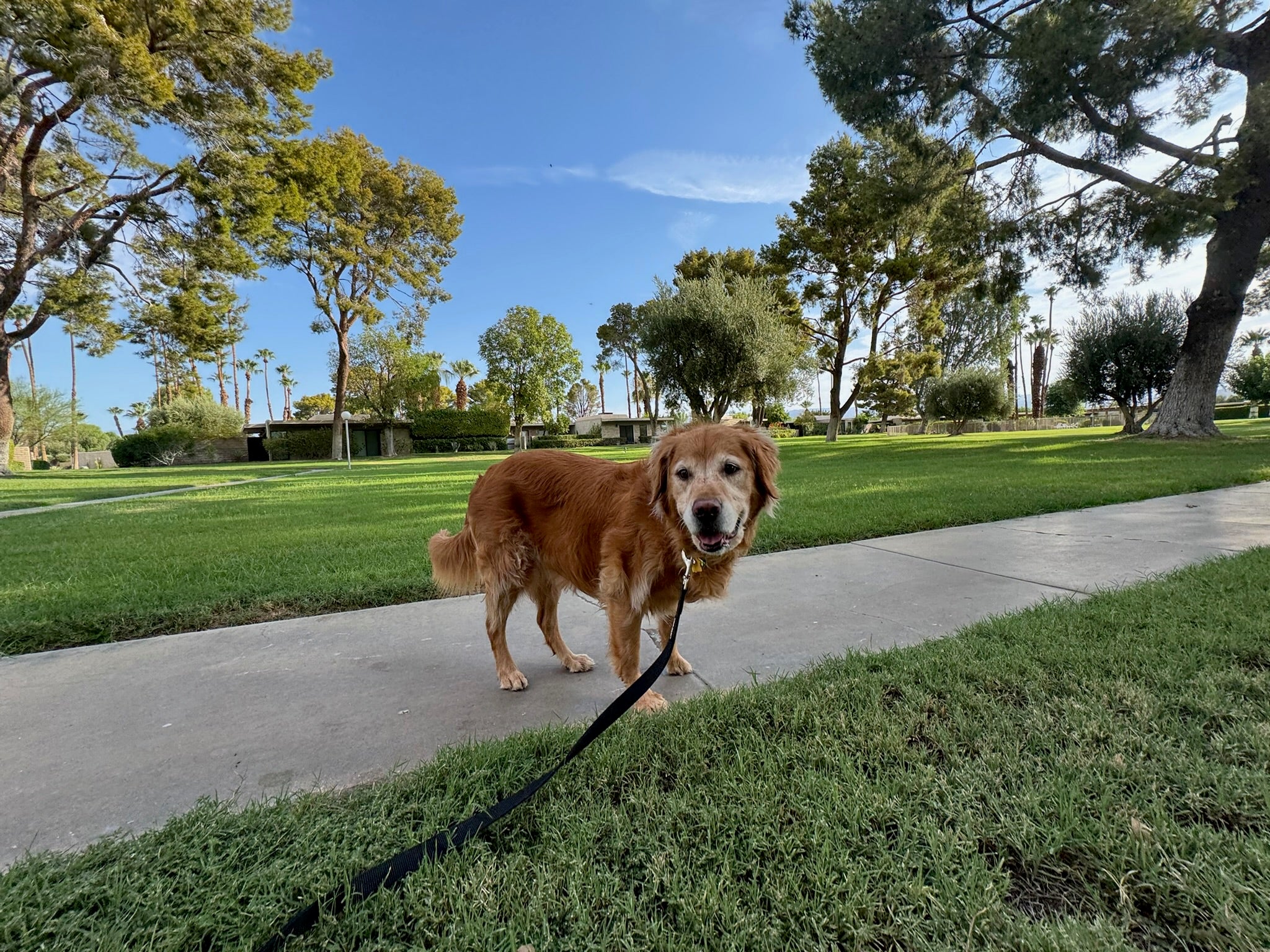 Golden dog on a leash in a park with green grass and trees.