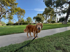 Golden dog on a leash in a park with green grass and trees.